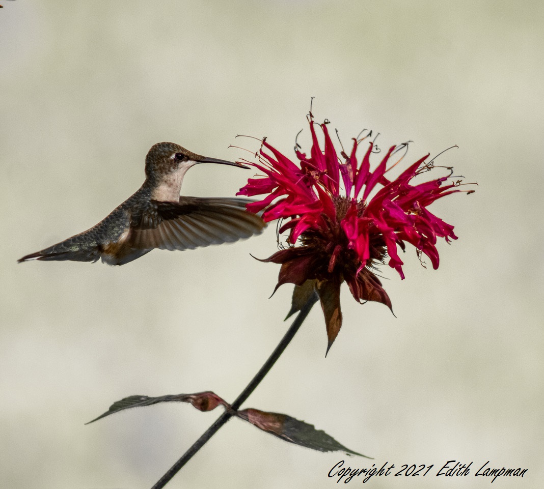 God’s Creative Beauty